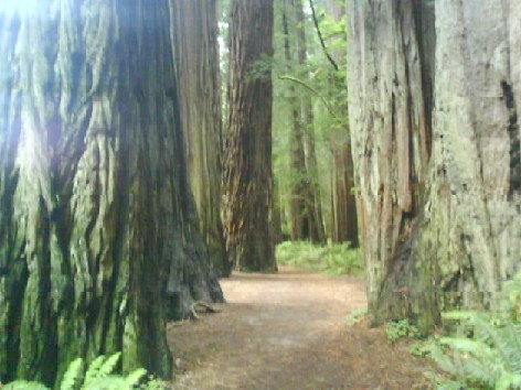 015 Redwoods 8th June 2010.jpg